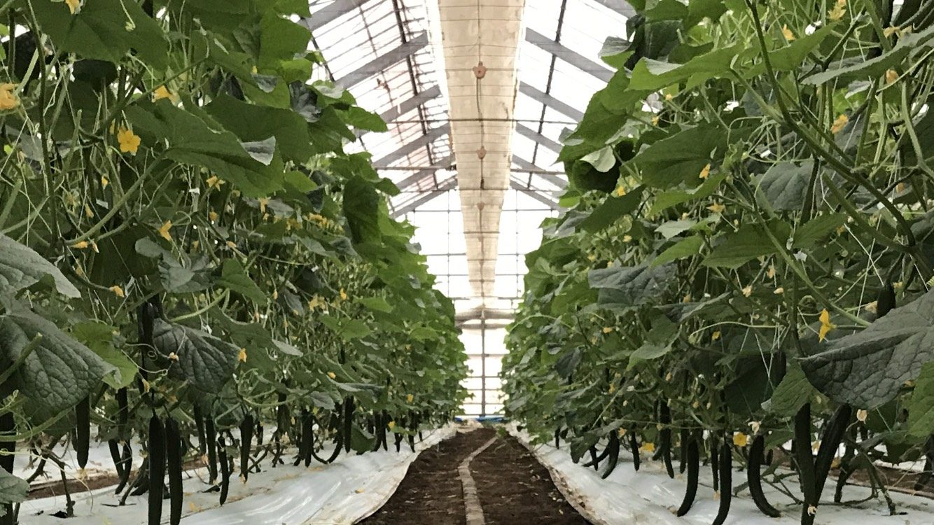Rows of plants inside a greenhouse